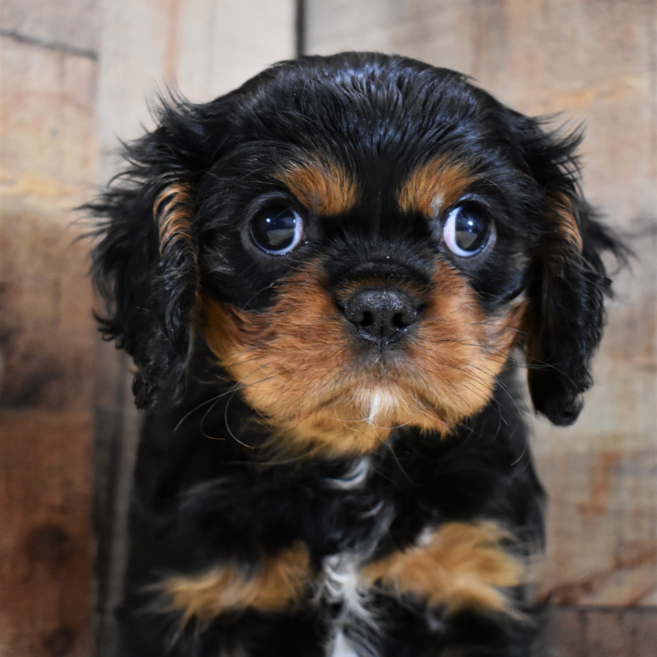 Cavalier King Charles Spaniel (M3D) My Name Is Calypso