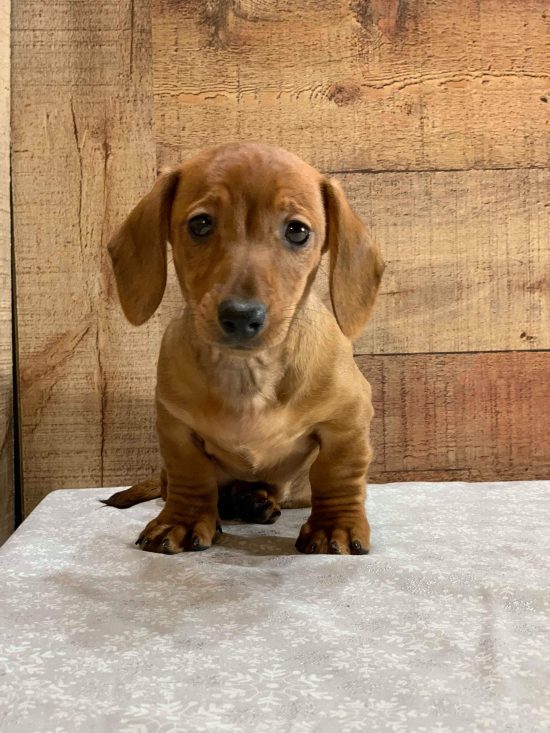 Dachshund, Miniature (F#4) My Name is Delia (Found loving home 2-1) | PAPuppy