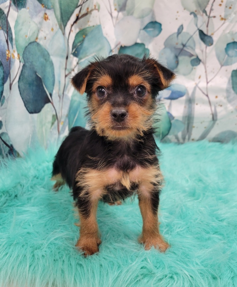 Kennel Club Jack Russell Terrier Dogs 101 Terrier Puppy Parson