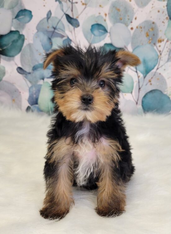 Biewer Yorkie Hair Terrier Puppy Cut Haircuts For Biewer Yorkies