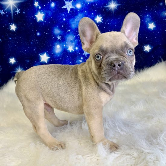 French Bulldog (M#2) My Name Is Fonz (pp)