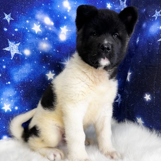 Akita (M) My Name Is Anthony (pp) (Found a Loving Home 1-19-2026)