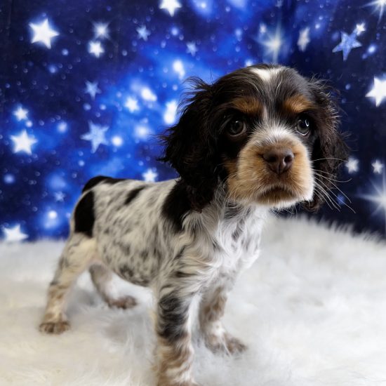 Cocker Spaniel (F) My Name Is Celeste (pp)