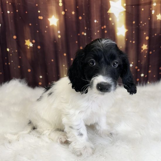 Doxiepoo (M) My Name Is Duke (pp)