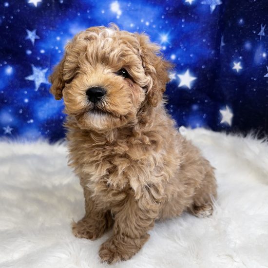 Shihpoo (M#1) My Name Is Sparky (tpc)