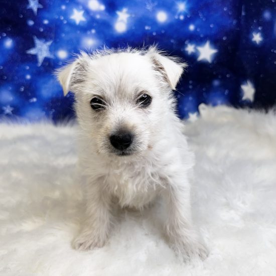West Highland White Terrier (M) My Name Is Wyatt (pp)