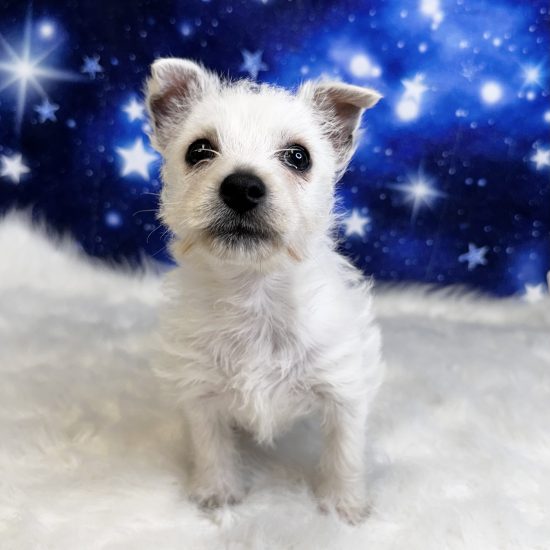 West Highland White Terrier (F) My Name Is Wilma (tpc)