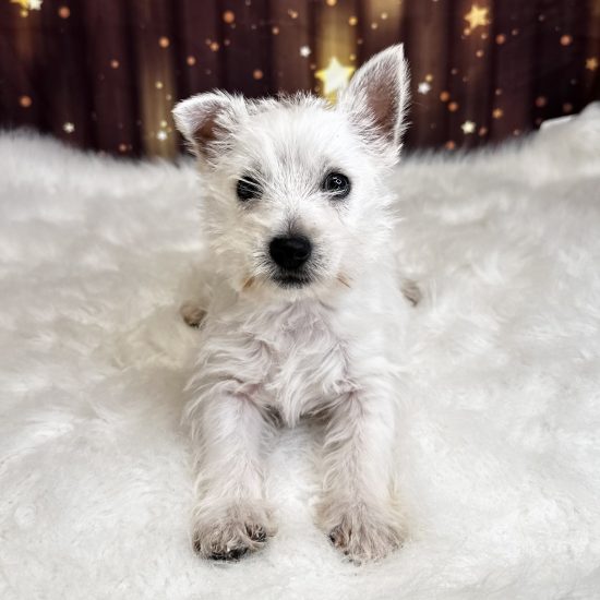 West Highland White Terrier (F) My Name Is Willow (pp)