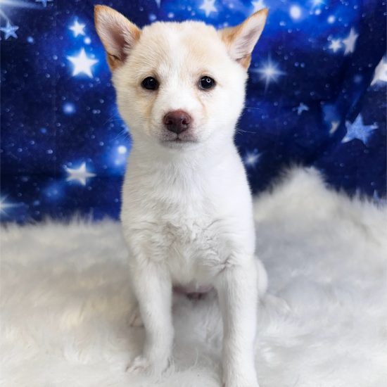 Shiba Inu (F#1) My Name Is Stelah (pp)