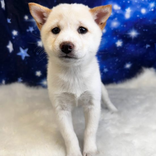 Shiba Inu (F#1) My Name Is Serenity (pm)
