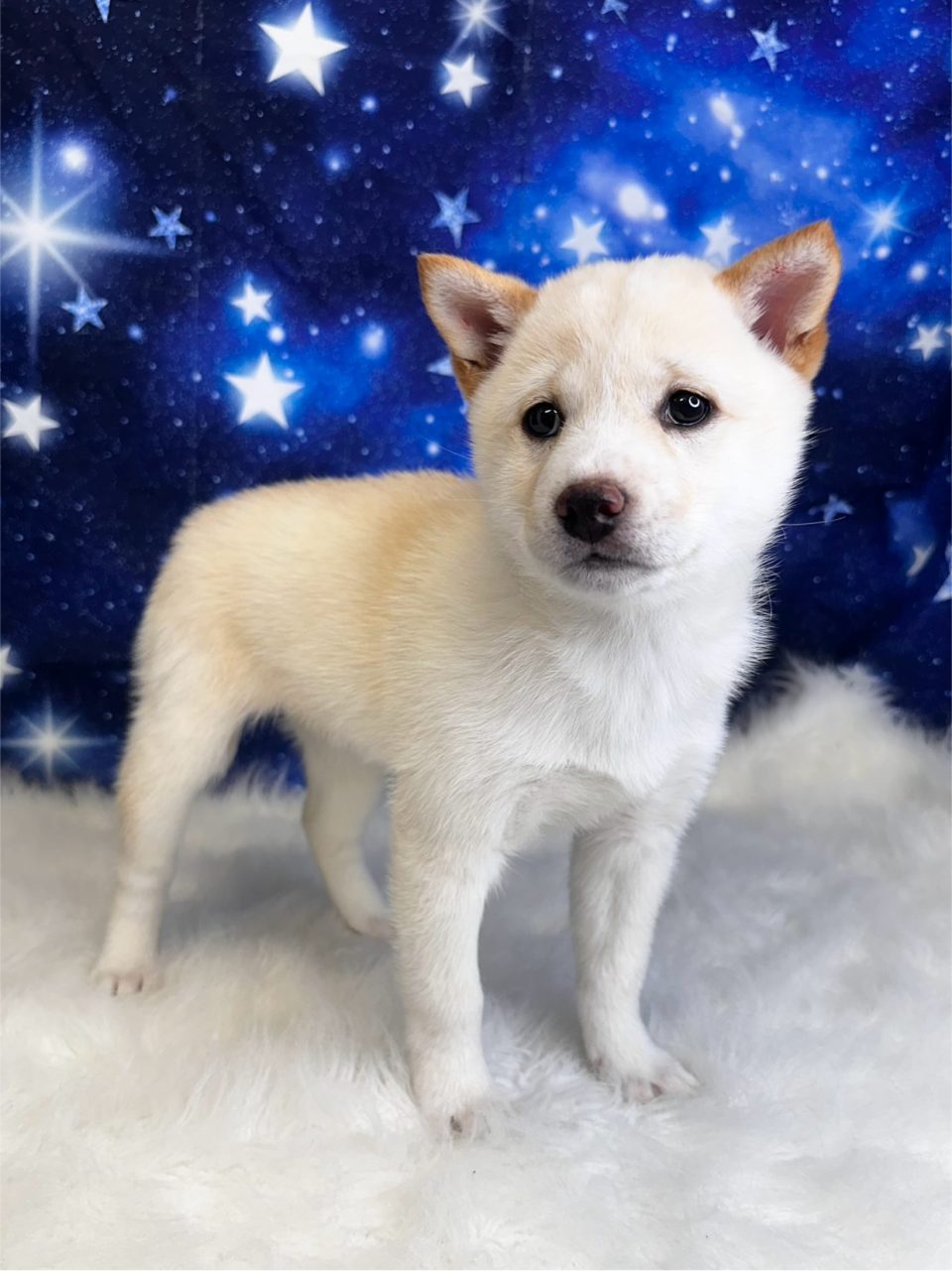 Shiba Inu (F#1) My Name Is Serenity (pm) – PAPuppy