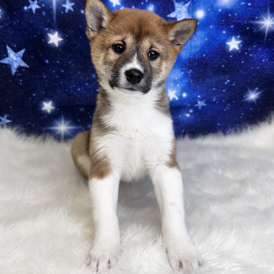 Shiba Inu (M#1) My Name Is Santiago (pp)