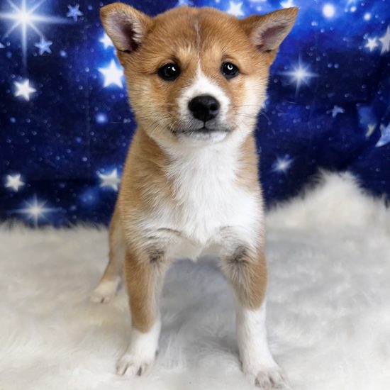 Shiba Inu (F#1) My Name Is Skylar (tpc)