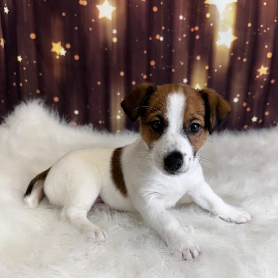 Jorgi (M) My Name Is Jet (pny)