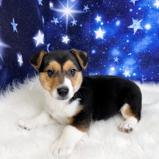 Jorgi (M) My Name Is Jacob (tpc)