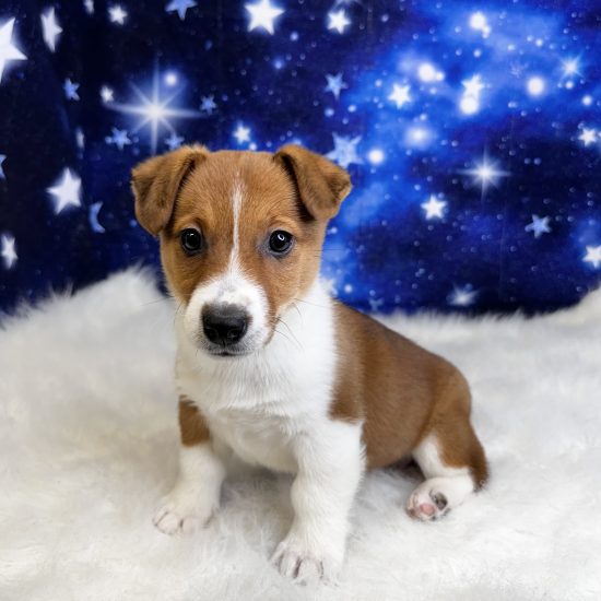 Jorgi (M) My Name Is Jayden (tpc)