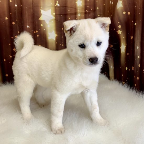 Shiba Inu (F#3) My Name Is Sienna (pny)