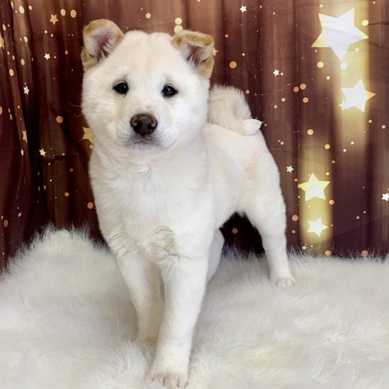 Shiba Inu (F#3) My Name Is Simone (pny)