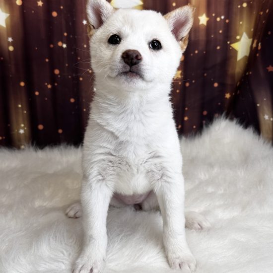 Shiba Inu (F#2) My Name Is Savanah (pny)