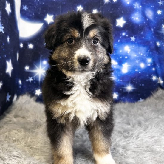 Australian Shepherd, Mini (F#4) My Name Is Anne (pp)