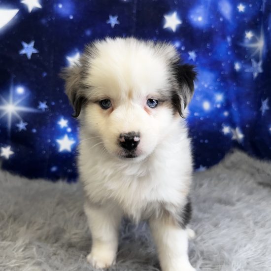 Australian Shepherd, Mini (M#4) My Name Is Amos (tpc)