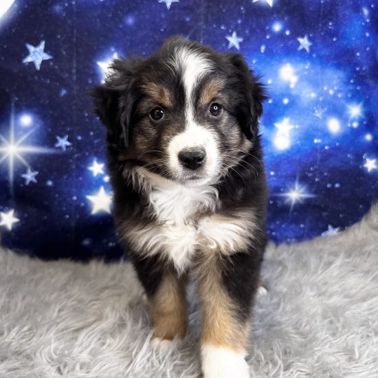 Australian Shepherd, Mini (F#4) My Name Is Agatha (pm)