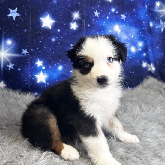 Australian Shepherd, Mini (F#4) My Name Is Abbie (tpc)
