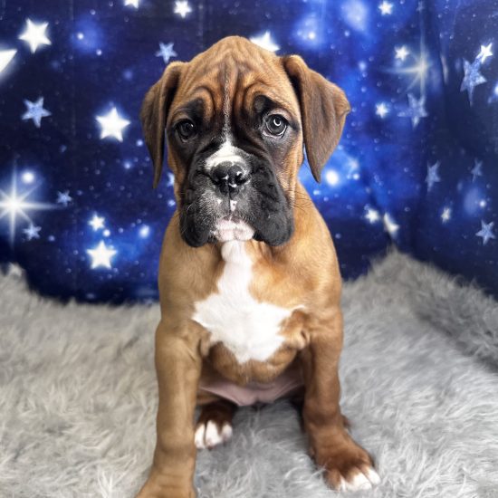 Boxer (F#1) My Name Is Belinda (PP) (Found Loving Home 1-24-26)