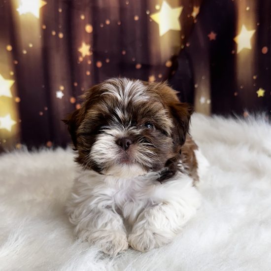Shih Tzu (F#1) My Name Is Shelly (pny)