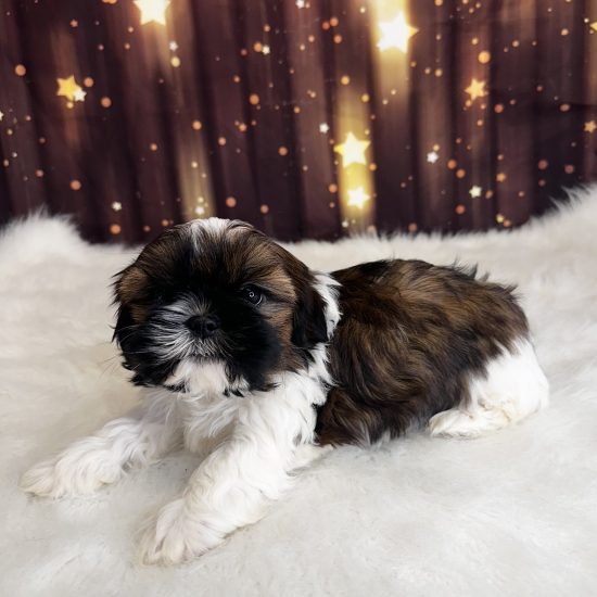 Shih Tzu (M#1) My Name Is Scooter (pm)