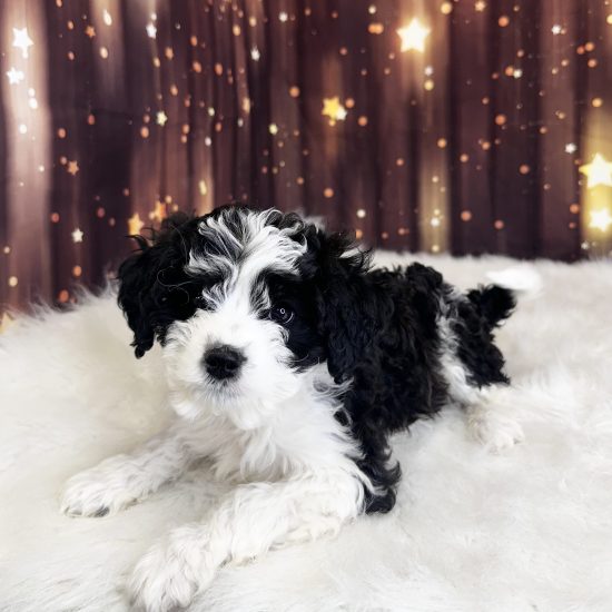 Bernapoo, Mini (M#1) My Name Is Boone (pm)