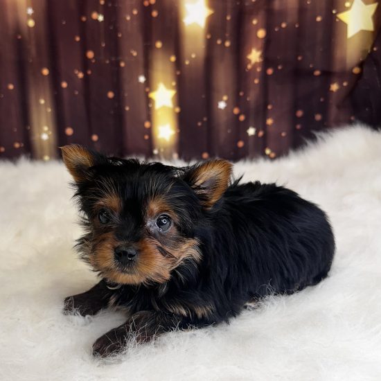 Yorkshire Terrier (M#1) My Name Is Yusuf (pny)