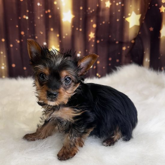 Yorkshire Terrier (M#1) My Name Is Yohon (pny)