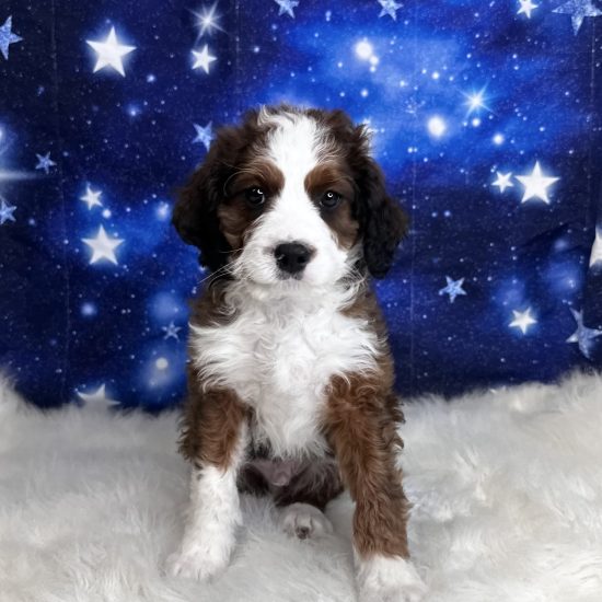 Bernapoo, Mini (M#1) My Name Is Bobby (pp)