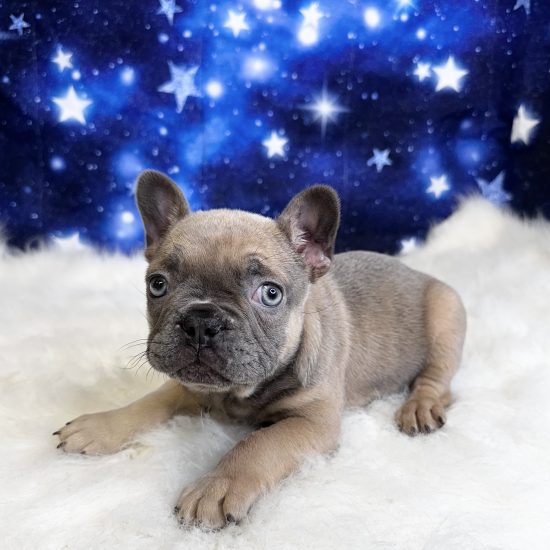 French Bulldog (M#3) My Name Is Francis (tpc)