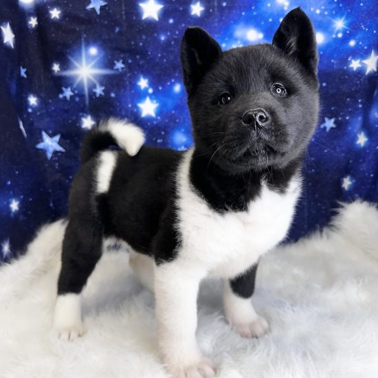 Akita (F) My Name Is Alaina (tpc)