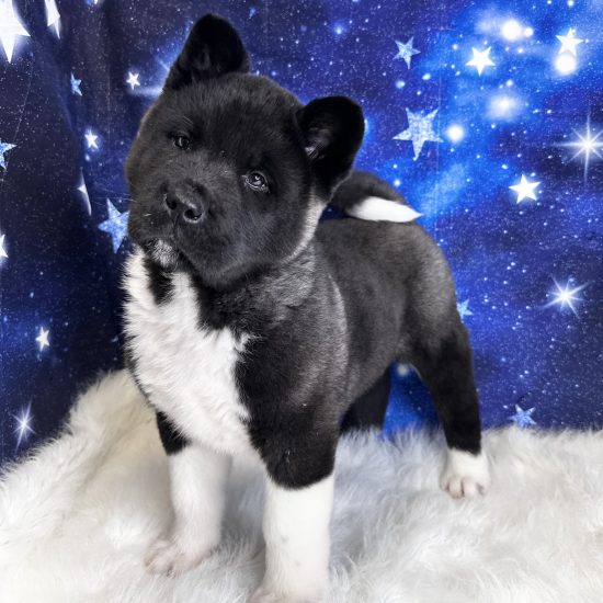 Akita (M) My Name Is Archy (tpc)