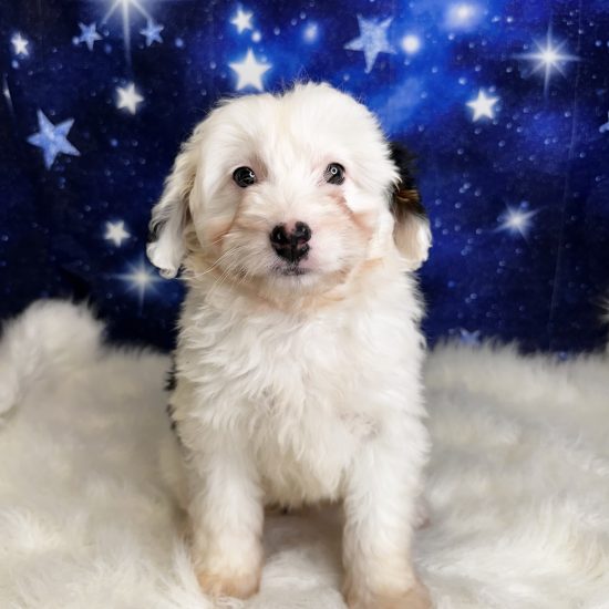 Aussiedoodle, Mini (F#1) My Name Is Alanis (tpc)