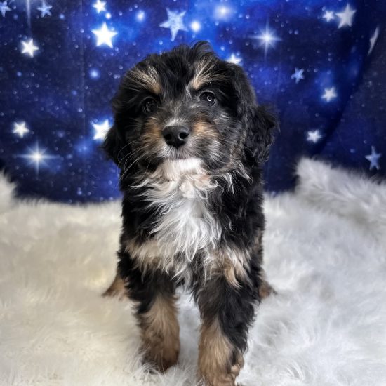 Aussiedoodle, Mini (F#1) My Name Is Apple (tpc)