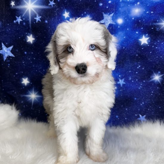 Aussiedoodle, Mini (M#1) My Name Is Alvin (tpc)