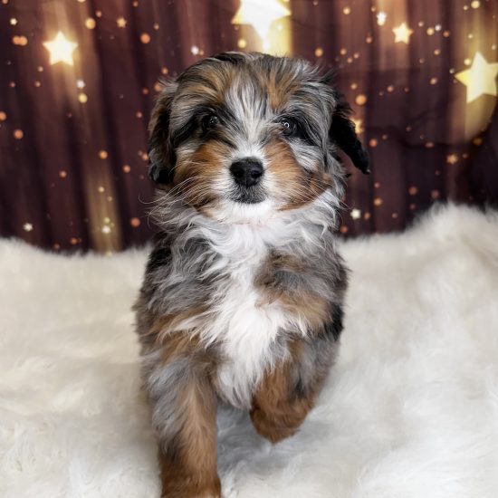 Aussiedoodle, Mini (F#1) My Name Is Alice (pny)