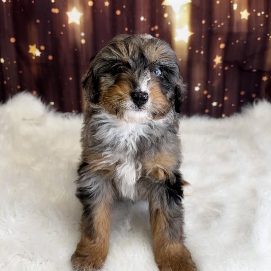 Aussiedoodle, Mini (M#1) My Name Is Alfie (pny)