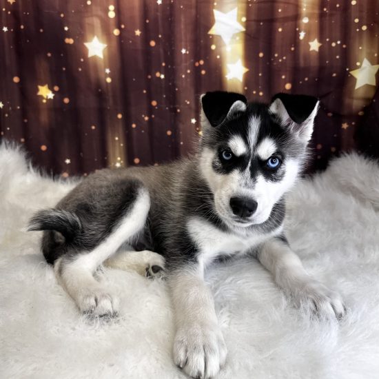 Siberian Husky (M) My Name Is Santana (pny)
