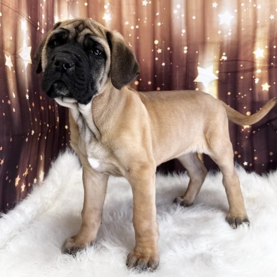 English Mastiff (M#1) My Name Is Elroy (pny)