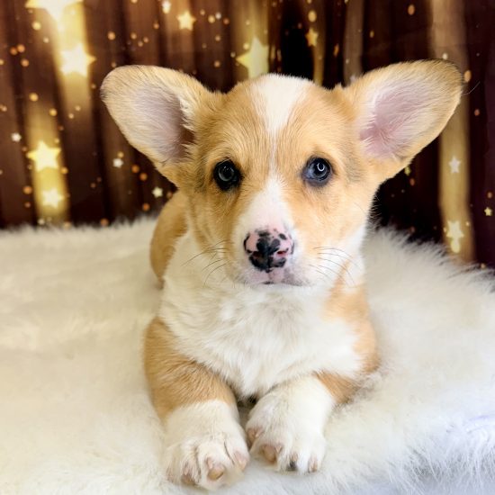 Pembroke Welsh Corgi (F#1) My Name Is Pandora (pm) (Found Loving Home 1-22-26)