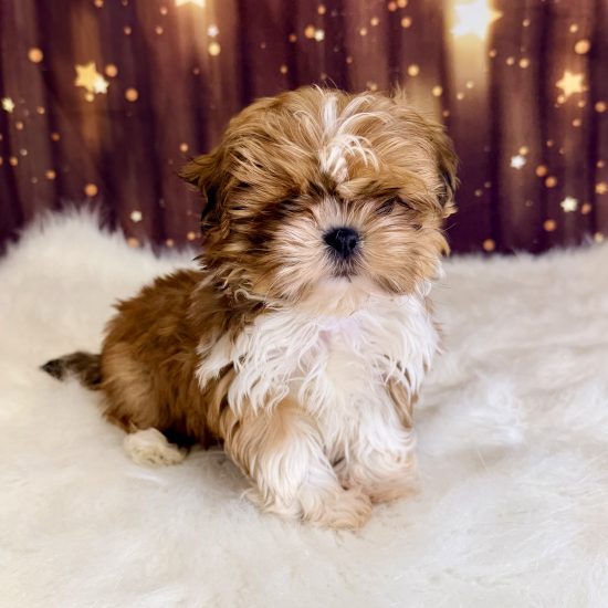 Shih Tzu (M) My Name Is Saylor (tpc)