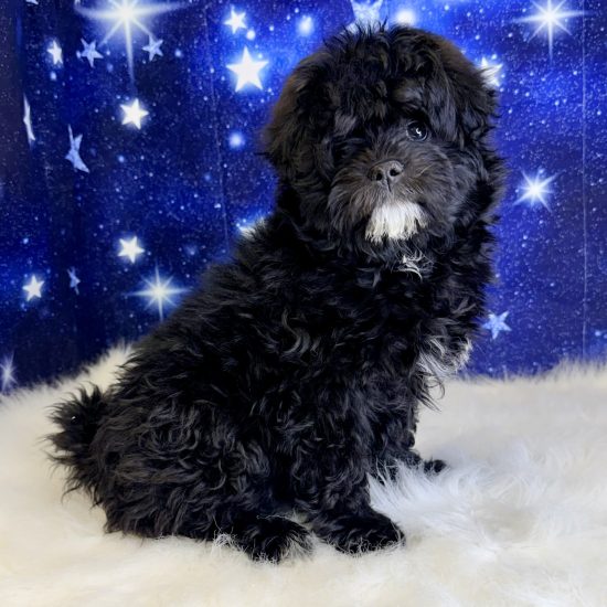 Pomapoo *Hybrid (F) My Name Is Pam (pp)