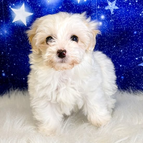 Havapoo *Hybrid (F) My Name Is Hazel (pm) (Found Loving Home 1-21-26)