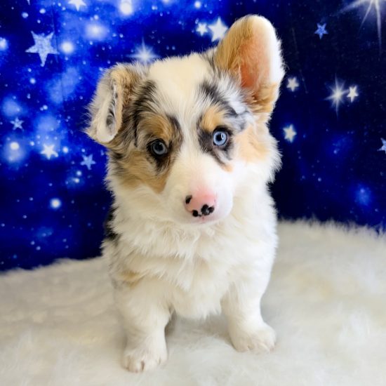 Pembroke Welsh Corgi (F#1) My Name Is Pearl (pm)