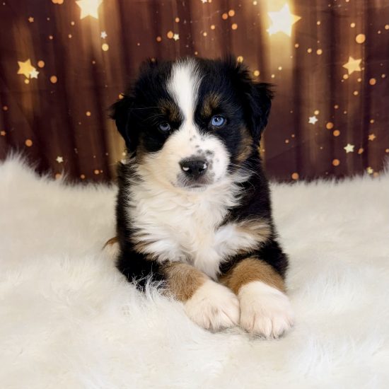 Australian Shepherd, Mini (M#4) My Name Is Andy (pm)